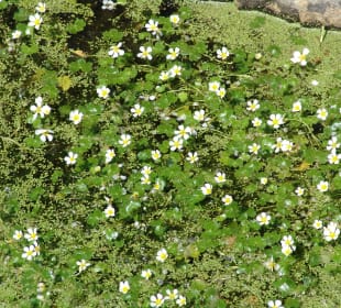 Wasserwanderweg „Buntenbocker Teiche“
