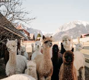 Unsere Alpakas