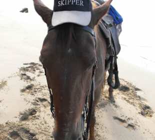 Sooo ein braves Pferd 