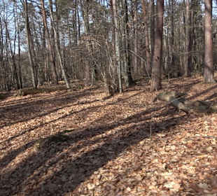 Naturschutzgebiet Hirschauer Berg