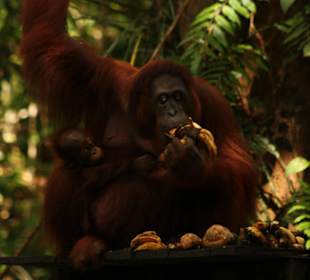 Orang Utan mit Baby