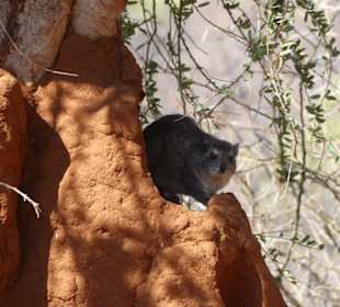 Buschschliefer (Tsavo West)