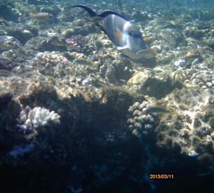 Gut erhaltenes Riff mit vielen Fischen!