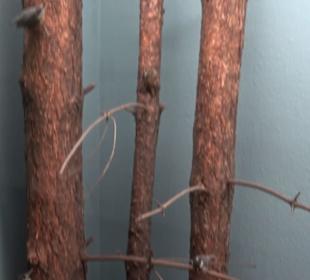 Museum für Naturkunde
