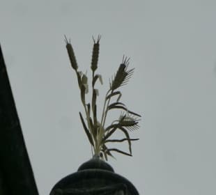 Das Kornhaus, das Wahrzeichen von Rorschach