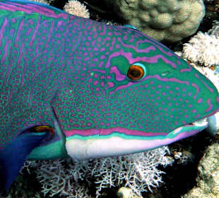 Papagaifisch
