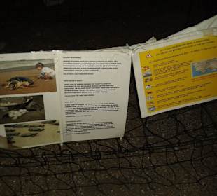 Caretta Nest am Strand