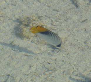 Vom Steg aus zu sehen