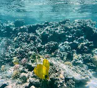 Schnorcheln Marsa Alam