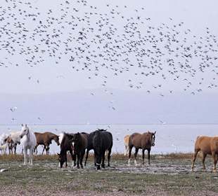 Vogelkunde im Nationalpark