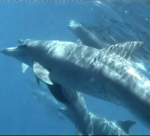 Delfinschwimmen Hurghada