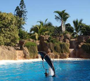 Loro Park - pokaz delfinów