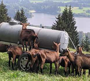 Wandern Oy-Mittelberg