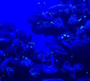 Palma Aquarium