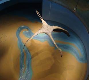 Landschaft des alten Dubai