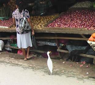 Frisches Obst - Gemüse