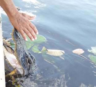 Ernest ärgert den Alligator