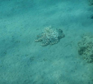Octopus am Riff!