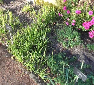 Real Jardín Botánico de Madrid