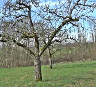 Gomaringer Rundweg - Zu den Giganten im Wald