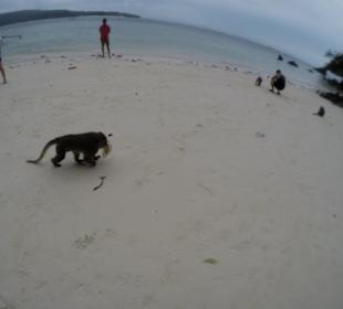Małpa złodziejka Monkey Island