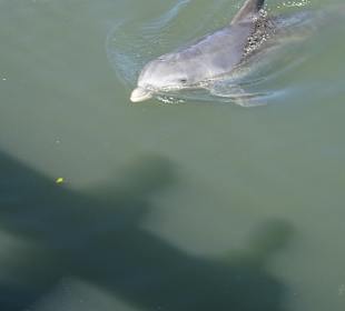 Delfinarium Varadero