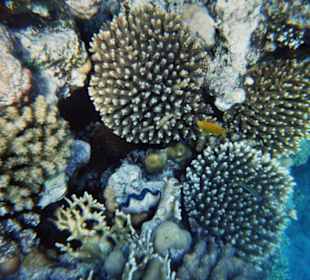 Farbenfrohe Unterwasserwelt