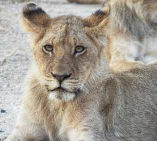 An der S101 nahe dem  Shingwedzi Camp