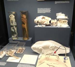 Museum für Naturkunde
