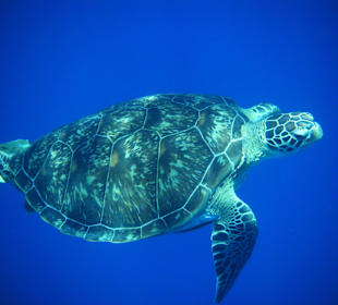 "Hausschildkröte" Camilla