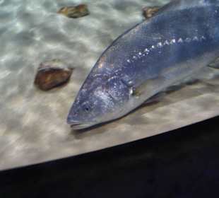 Im Aquarium unterwegs