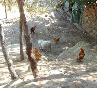 Manavgat Zoo
