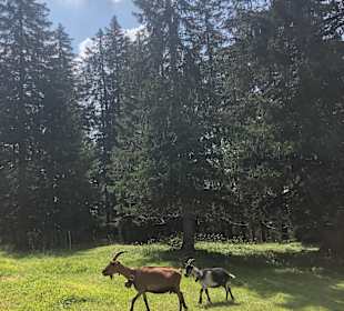 Lenzerheide Wandern