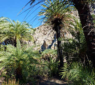 Palmenstrand von Preveli