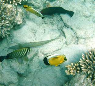 Schnorcheln Hurghada