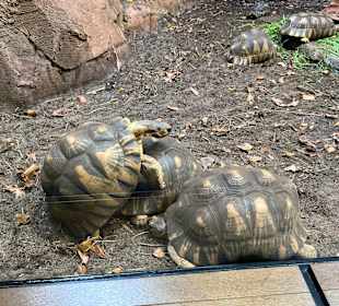Aquazoo Löbbecke Museum Düsseldorf