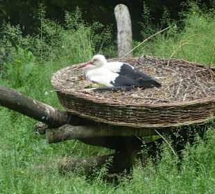 Bei einem Bummel durch den Wildpark an den Eichen