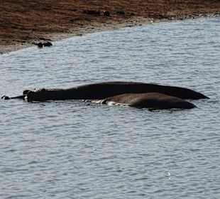 Julius Tact / JT Safaris 