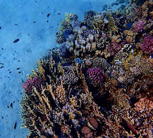 Schnorcheln Marsa Alam