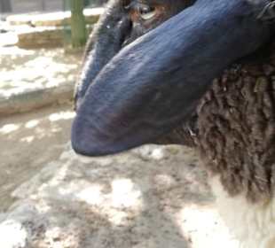 Bääääääääh Shaun das Schaf