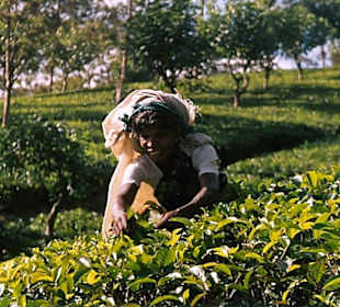 Teepflückerin