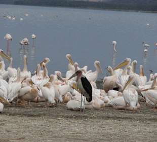 Pelikane am Lake Nakuru