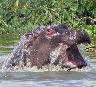 Nilpferd