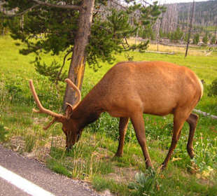 Wapiti Hirsch