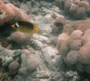 Unterwasserwelt von Nabq Bay