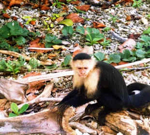 Totenkopfäffchen im Nat. Park