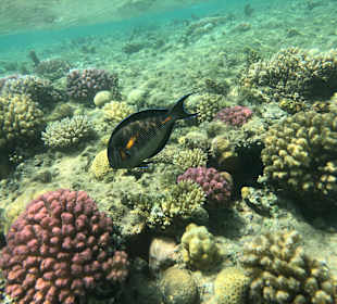 Schnorcheln Hurghada