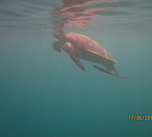 Schnorcheln Marsa Alam