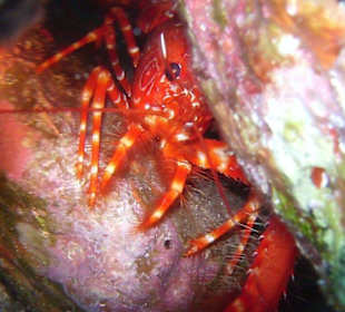 Bild vom Card Partner