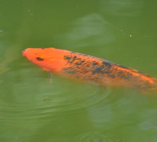 Jardín de Aclimatación de La Orotava